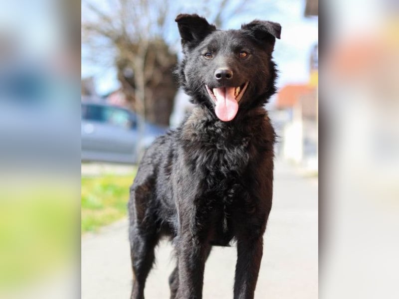 Lino ❤️ treuer, lieber Familienhund