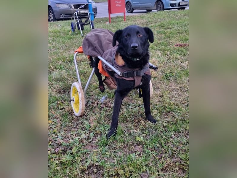 Floyd ❤️ liebenswerter, tapferer Kämpfer
