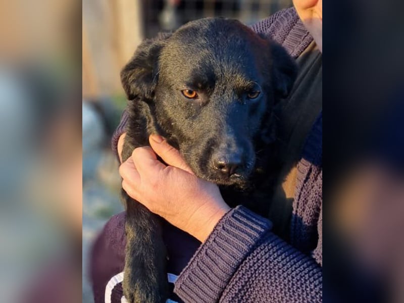 Bruce ❤️ Sanftmütig, loyal, verschmust!