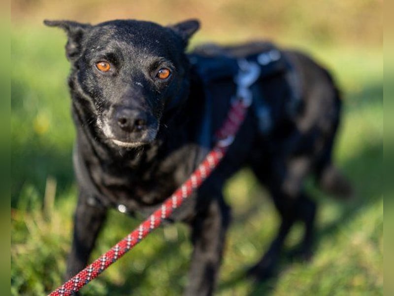 Lucky  wartet in 45881 Gelsenkirchen