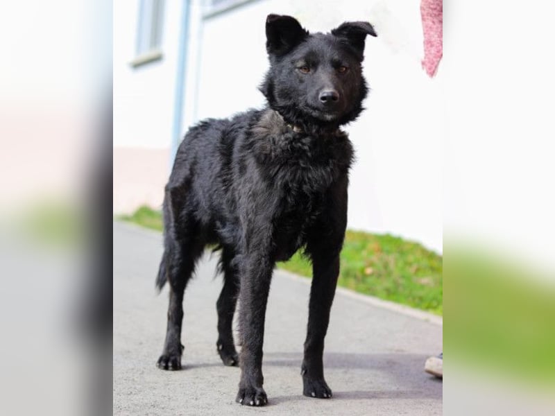 Lino ❤️ treuer, lieber Familienhund
