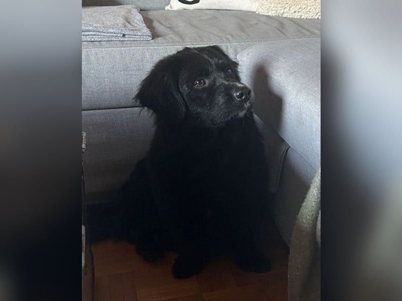 Koji ❤️ wartet in 22559 Hamburg