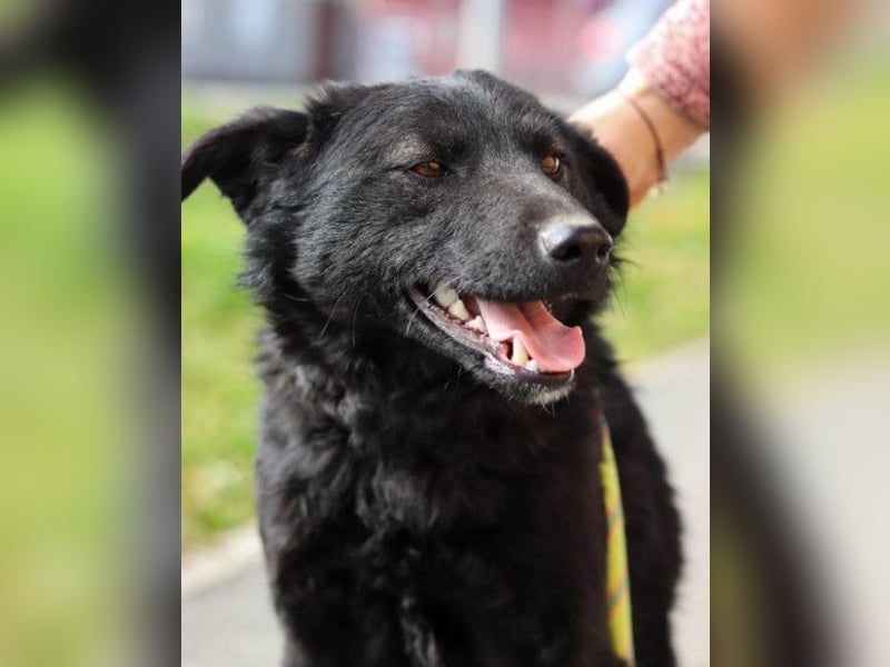 Lino ❤️ treuer, lieber Familienhund