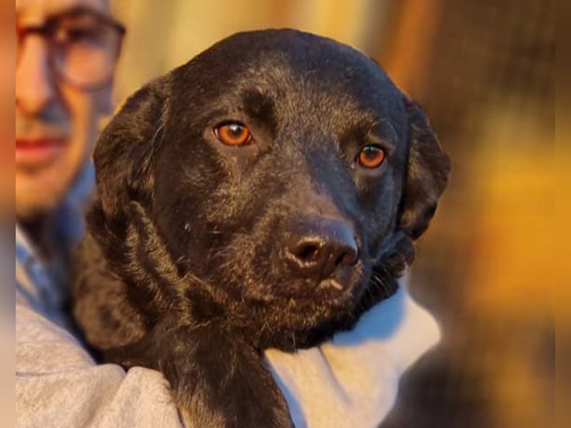 Bruce ❤️ Sanftmütig, loyal, verschmust!