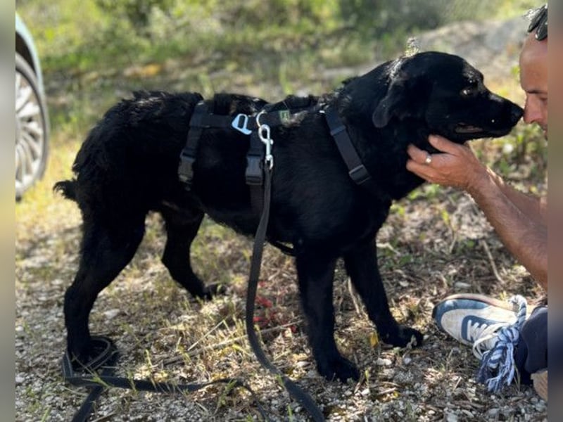 Bruce ❤️ Sanftmütig, loyal, verschmust!