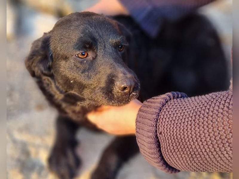 Bruce ❤️ Sanftmütig, loyal, verschmust!