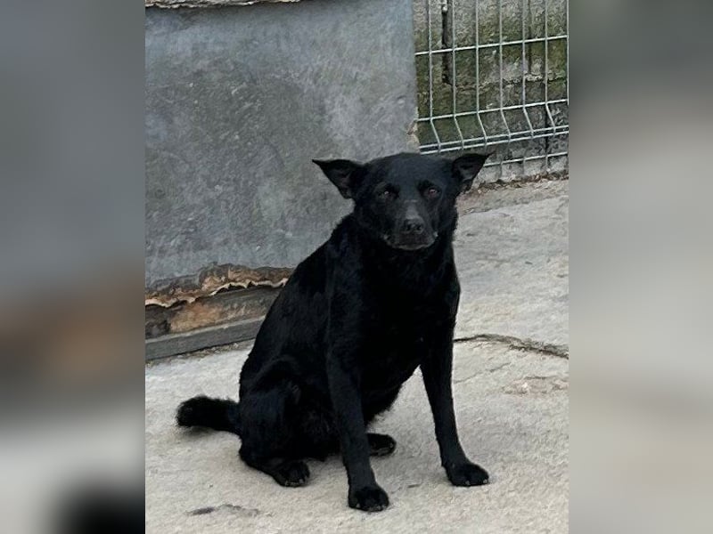Lucky  wartet in 45881 Gelsenkirchen