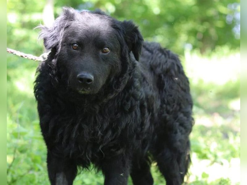 Rüde Boby ❤️ verdient es endlich zu leben