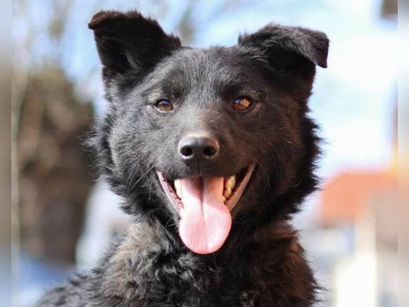 Lino ❤️ treuer, lieber Familienhund