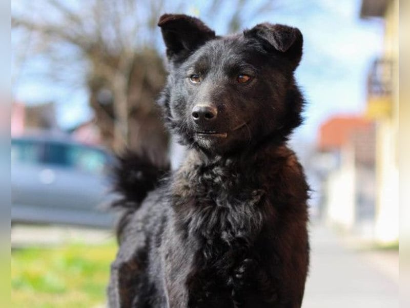 Lino ❤️ treuer, lieber Familienhund