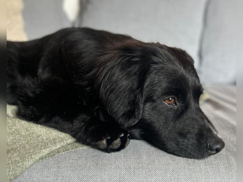 Koji ❤️ wartet in 22559 Hamburg