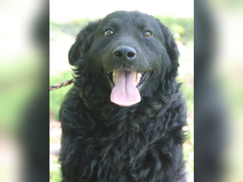 Rüde Boby ❤️ verdient es endlich zu leben
