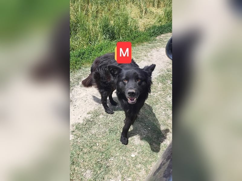 Oskar sucht sein Körbchen