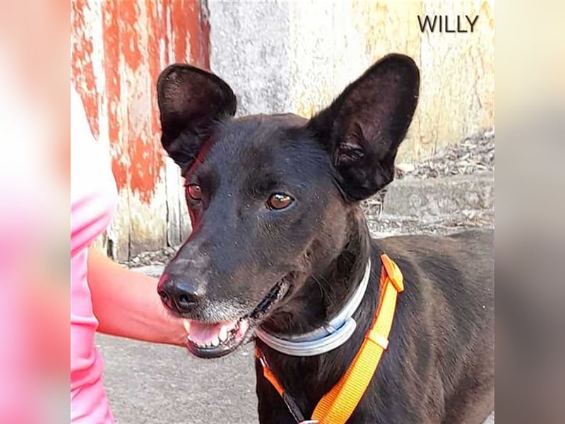 Willy - wartet auf dich