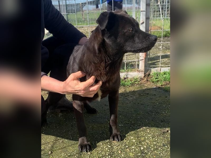✨ COSMO (Cooper) – der Sonnenschein auf vier Pfoten