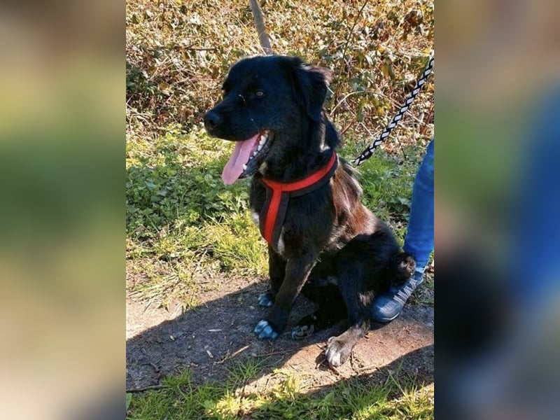 Freundlicher Benno ❤️ sucht liebevolle Hundefreunde