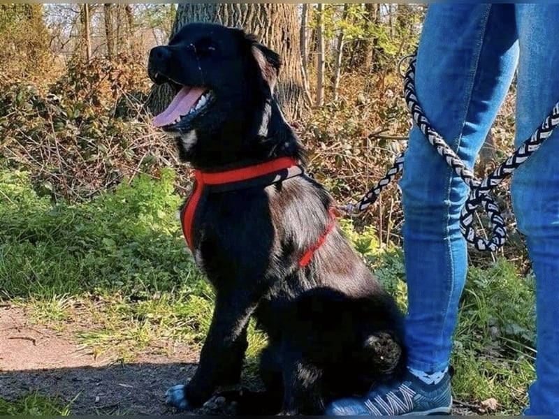Freundlicher Benno ❤️ sucht liebevolle Hundefreunde