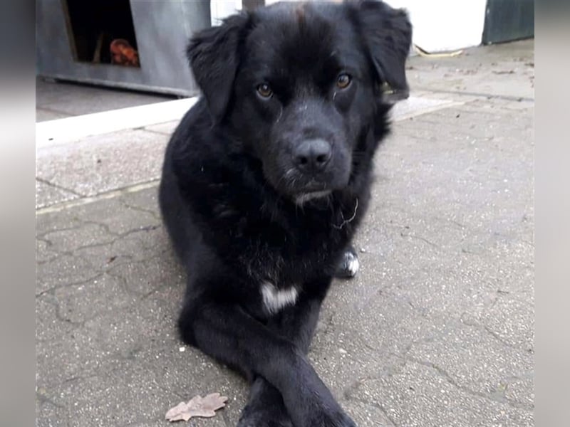 Freundlicher Benno ❤️ sucht liebevolle Hundefreunde