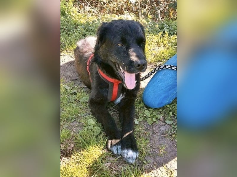 Freundlicher Benno ❤️ sucht liebevolle Hundefreunde