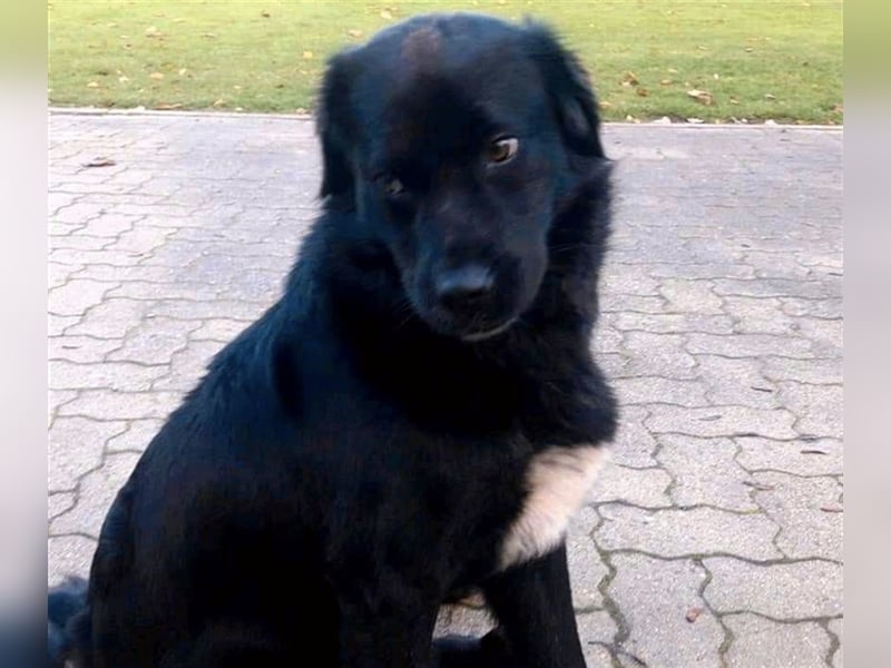 Freundlicher Benno ❤️ sucht liebevolle Hundefreunde
