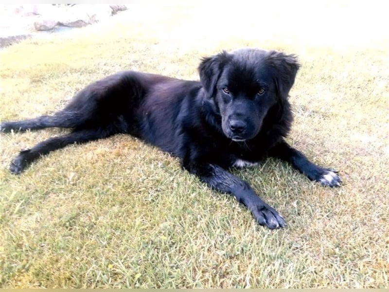 Freundlicher Benno ❤️ sucht liebevolle Hundefreunde