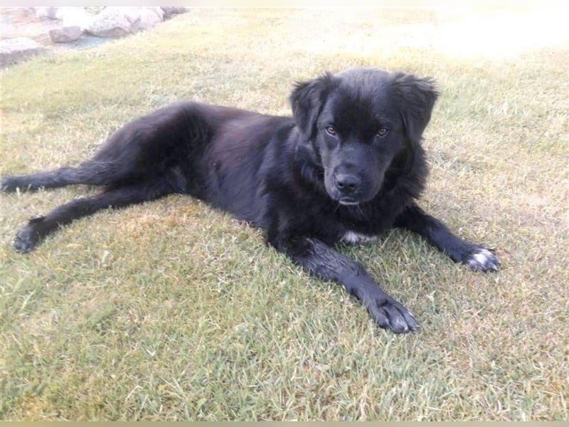Freundlicher Benno ❤️ sucht liebevolle Hundefreunde