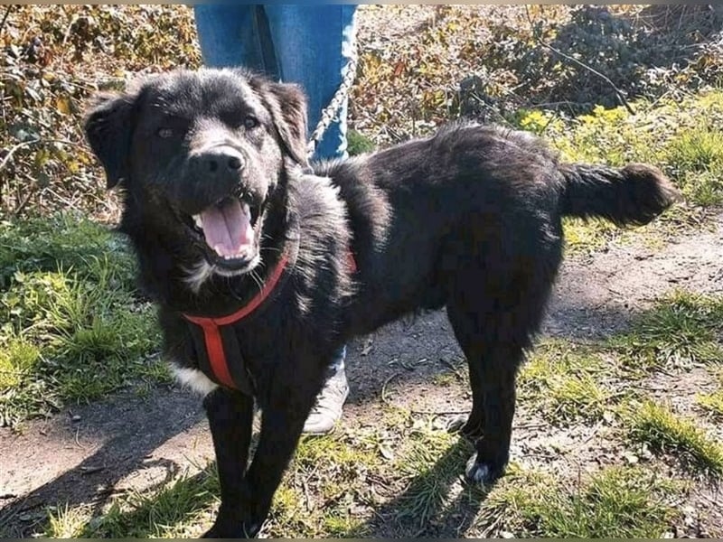 Freundlicher Benno ❤️ sucht liebevolle Hundefreunde