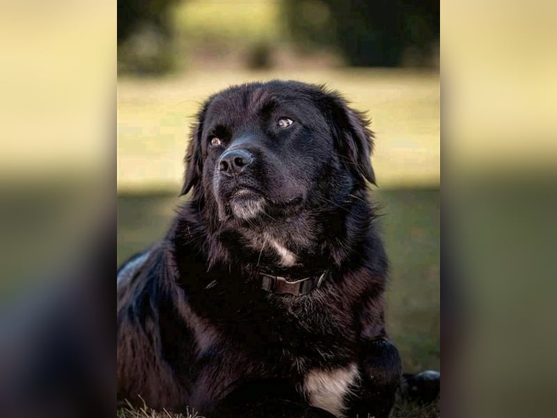 Freundlicher Benno ❤️ sucht liebevolle Hundefreunde