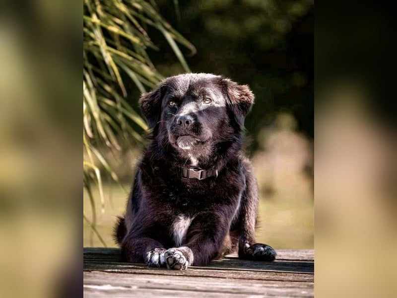 Freundlicher Benno ❤️ sucht liebevolle Hundefreunde