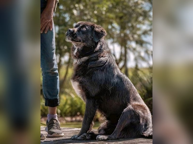 Freundlicher Benno ❤️ sucht liebevolle Hundefreunde