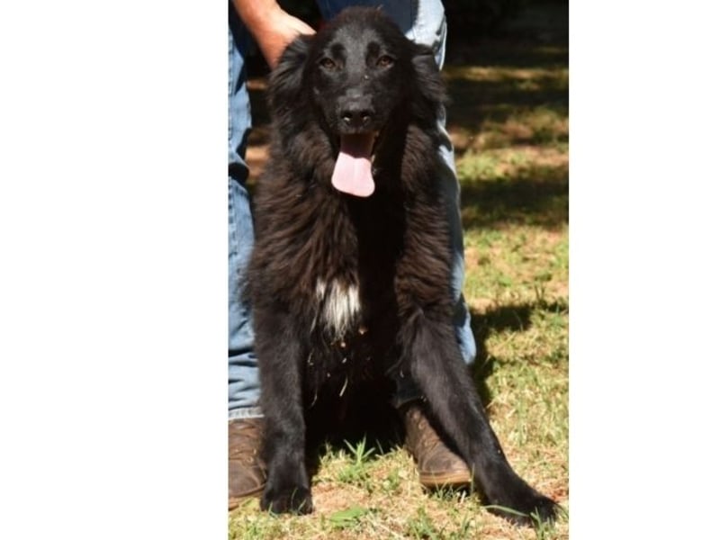 Salvuccio - Ein Schritt Richtung Hundeglück