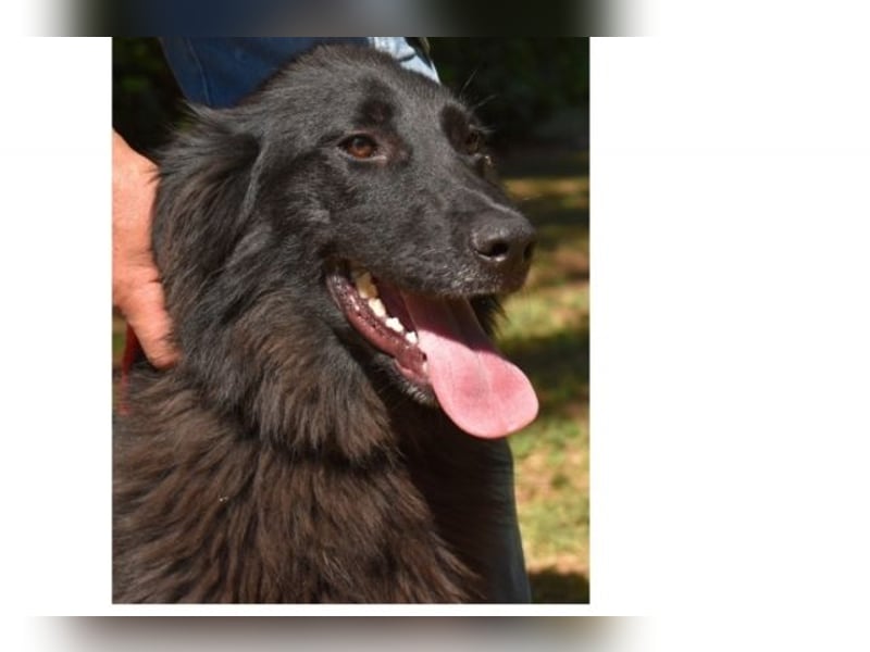 Salvuccio - Ein Schritt Richtung Hundeglück