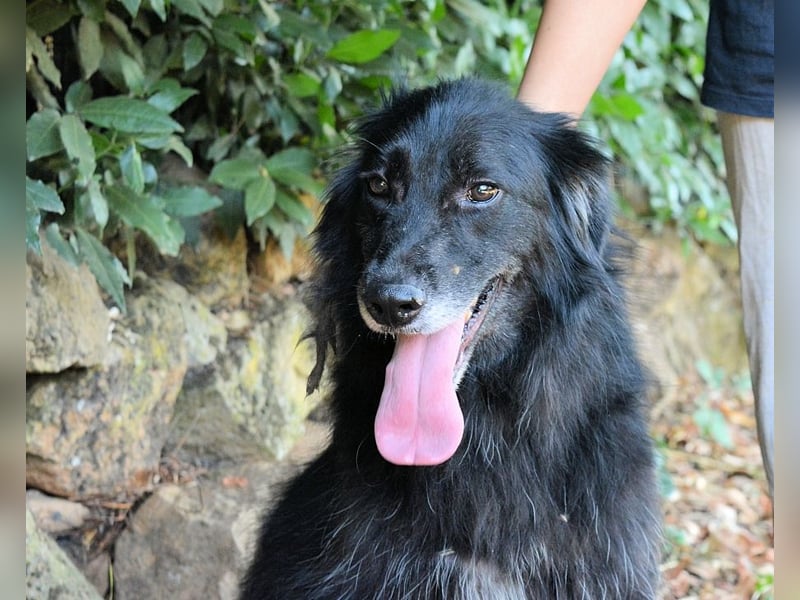 Salvuccio - Ein Schritt Richtung Hundeglück