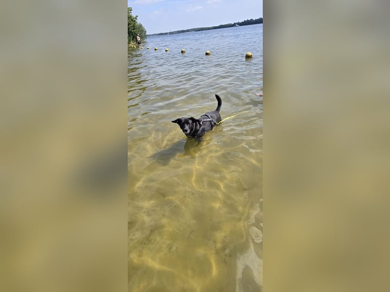 Nikulas, Hallo neues Glück!?
