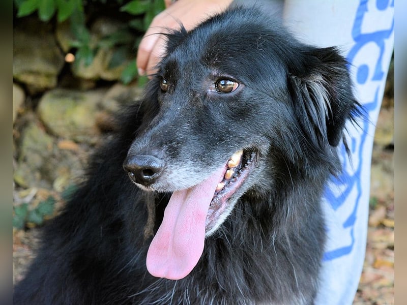 Salvuccio - Ein Schritt Richtung Hundeglück