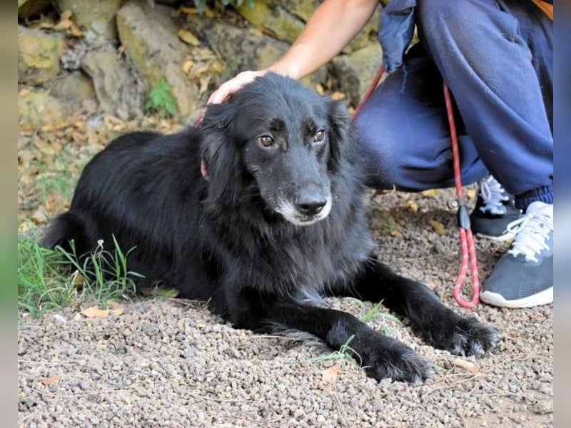 Salvuccio - Ein Schritt Richtung Hundeglück