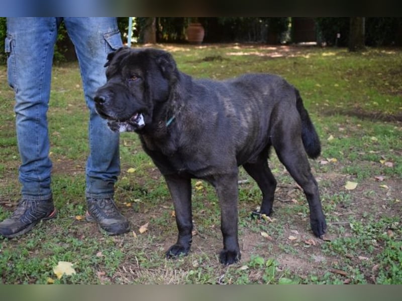 Morgan - großer Hund mit viel Herz