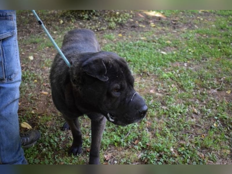 Morgan - großer Hund mit viel Herz