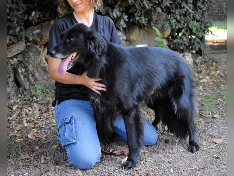 Salvuccio - Ein Schritt Richtung Hundeglück