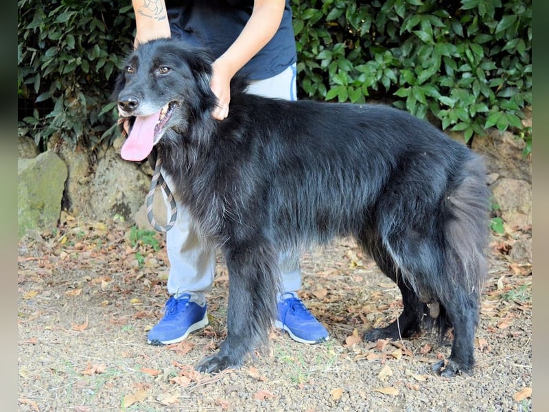 Salvuccio - Ein Schritt Richtung Hundeglück