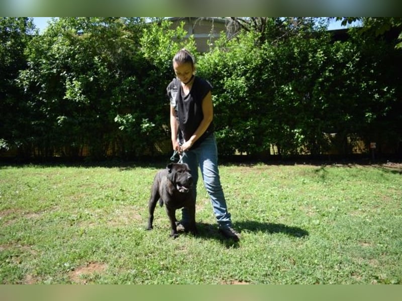 Morgan - großer Hund mit viel Herz