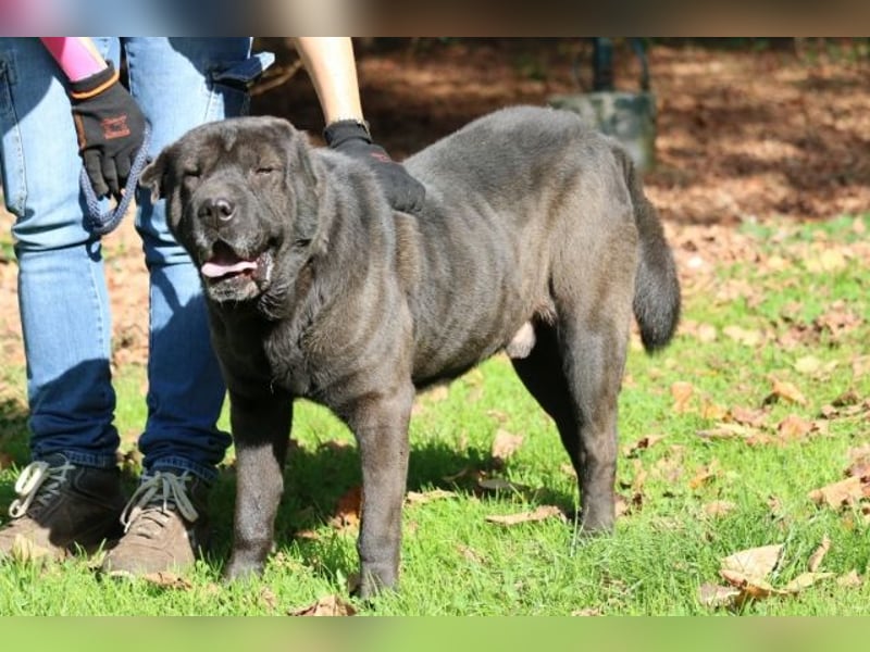 Morgan - großer Hund mit viel Herz