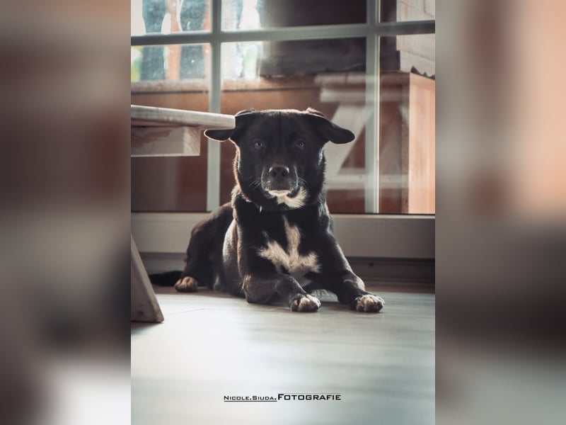 Nikulas, Hallo neues Glück!?