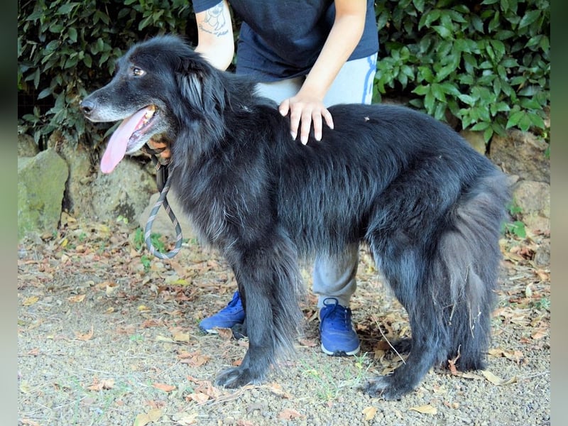 Salvuccio - Ein Schritt Richtung Hundeglück