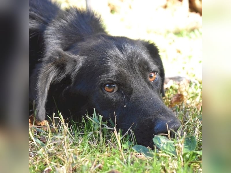 Saffiro - Ein Schritt Richtung Hundeglück