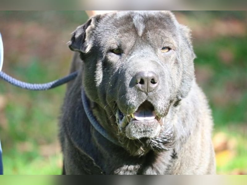 Morgan - großer Hund mit viel Herz