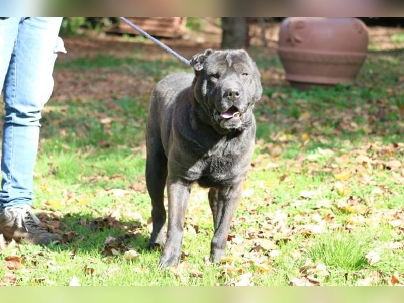 Morgan - großer Hund mit viel Herz