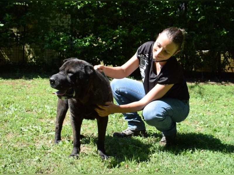 Morgan - großer Hund mit viel Herz