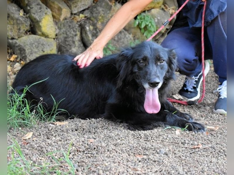 Salvuccio - Ein Schritt Richtung Hundeglück