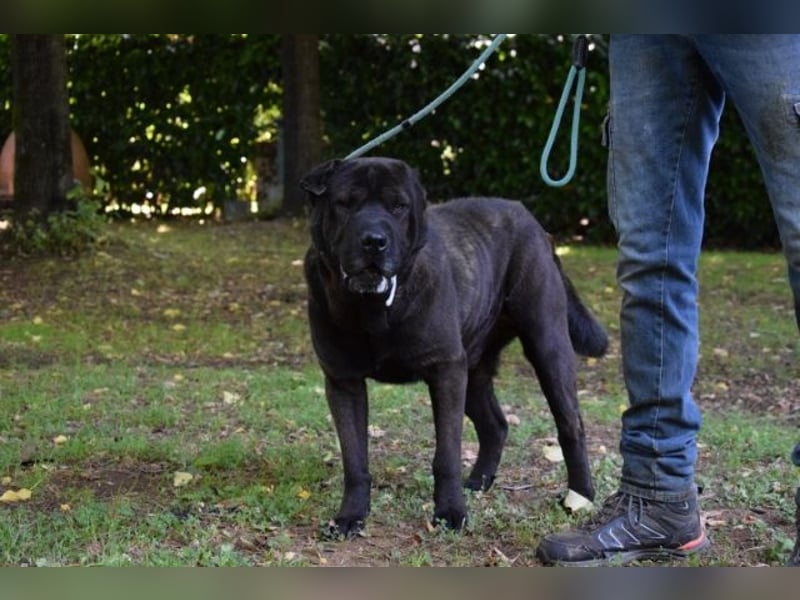 Morgan - großer Hund mit viel Herz